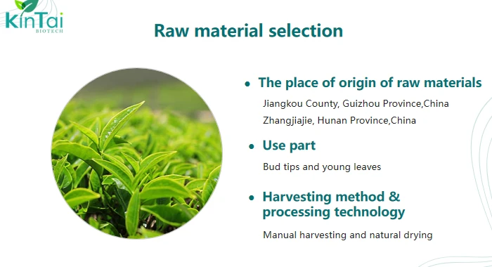 Origin And Composition Of Vine Tea Extract Origin And Composition Of Vine Tea Extract